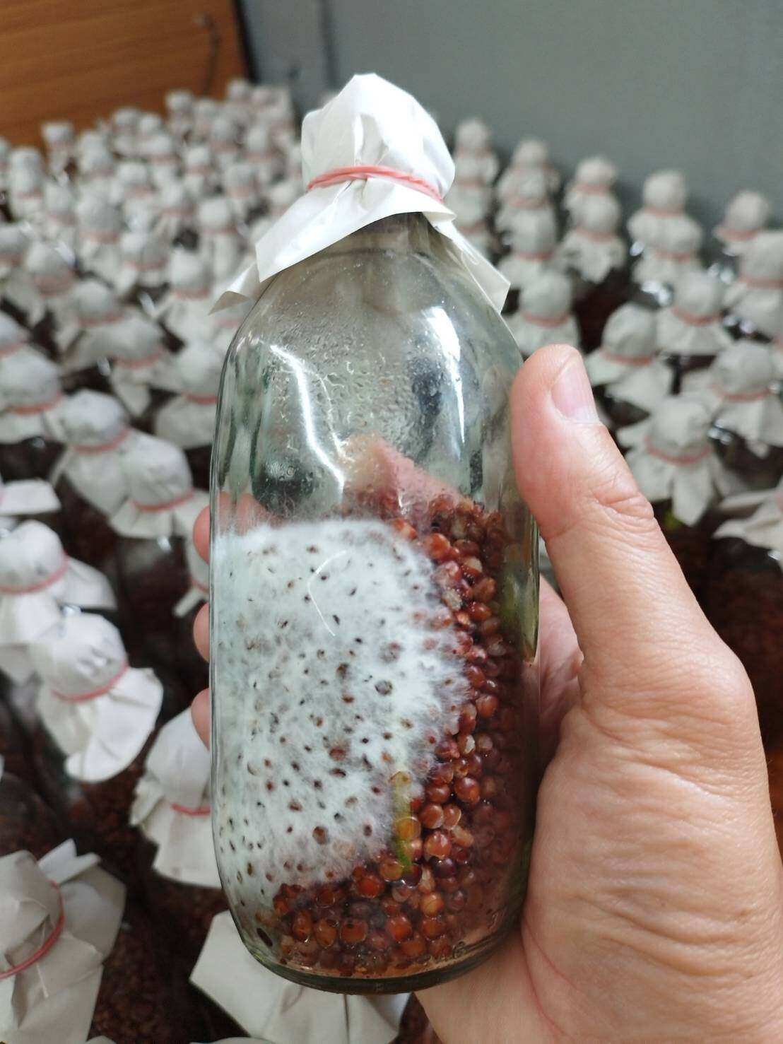 โรงเรือน เพาะเห็ด หูหนู - รูปที่ 5