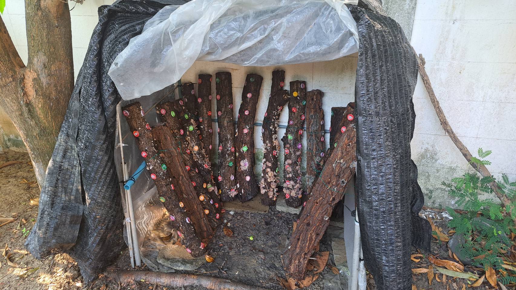 โรงเรือน เพาะเห็ด หูหนู - Training Team Thai