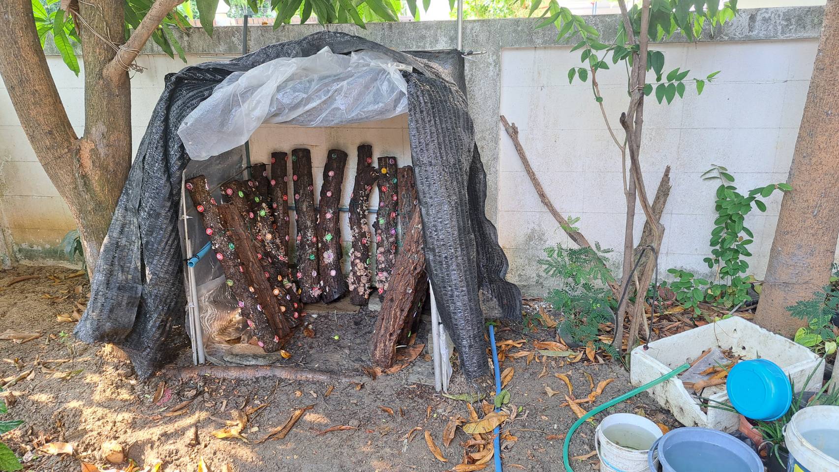 โรงเรือน เพาะเห็ด หูหนู - รูปที่ 2