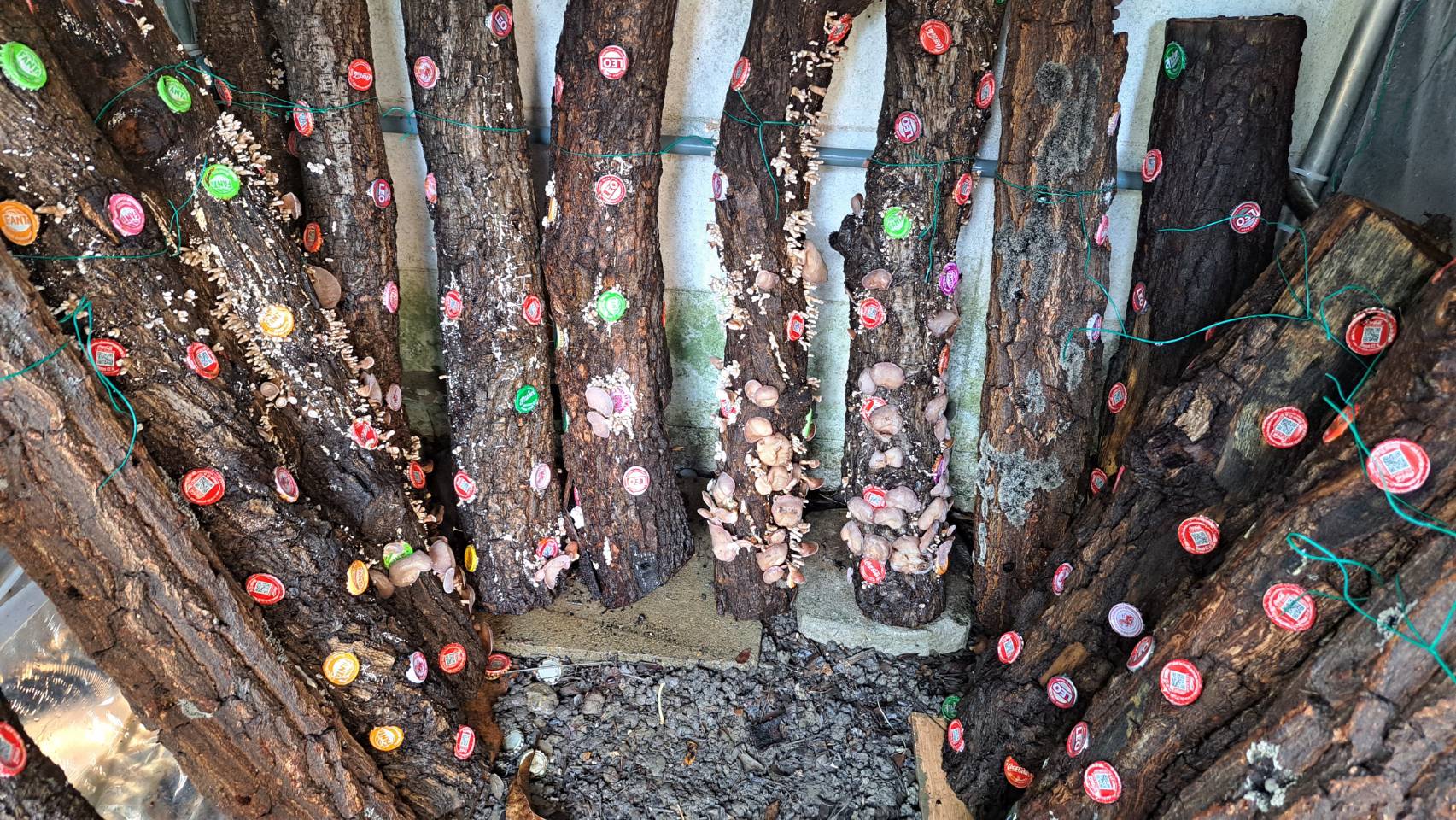 โรงเรือน เพาะเห็ด หูหนู - รูปที่ 3